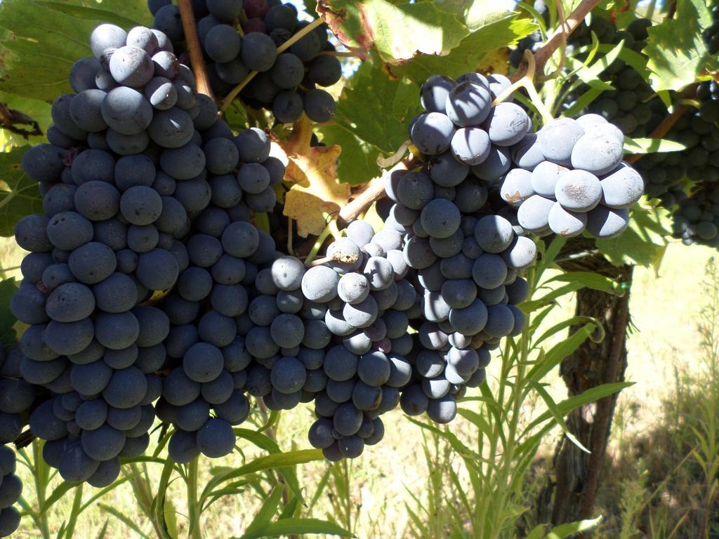 Tenuta Villa Rocchi Torrita di Siena Exteriör bild